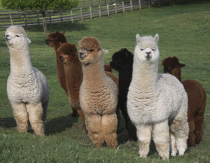 llamas-in-field