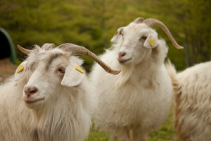 Cashmere goats in a field