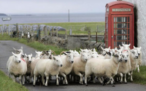 sheep-going-up-the-hill
